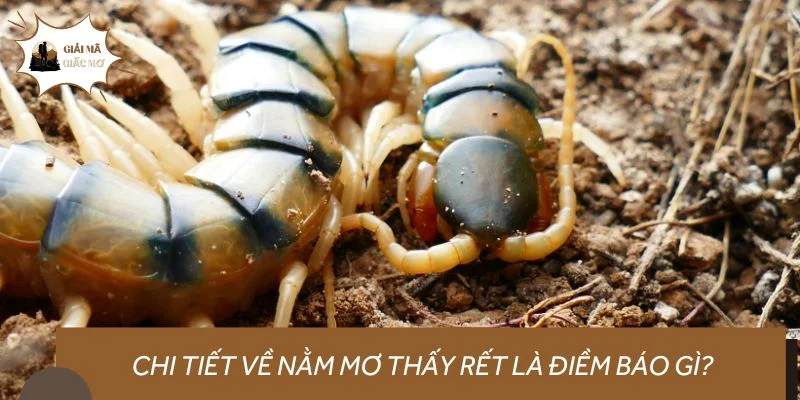 Chi tiết về nằm mơ thấy rết là điềm báo gì?