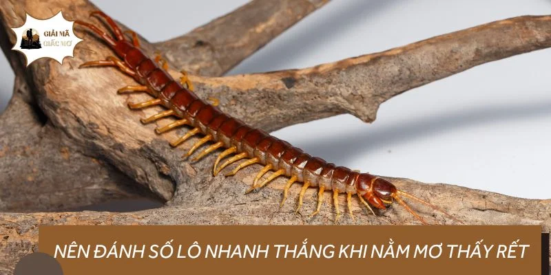 Nên đánh số lô nhanh thắng khi nằm mơ thấy rết