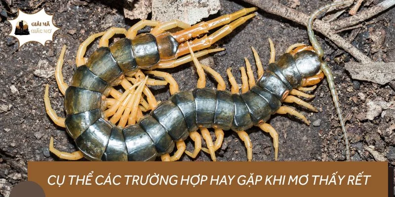Cụ thể các trường hợp hay gặp khi nằm mơ thấy rết