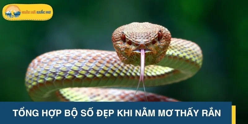 Tổng hợp bộ số đẹp khi nằm mơ thấy rắn