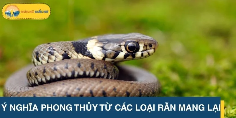 Ý nghĩa phong thủy từ các loại rắn mang lại